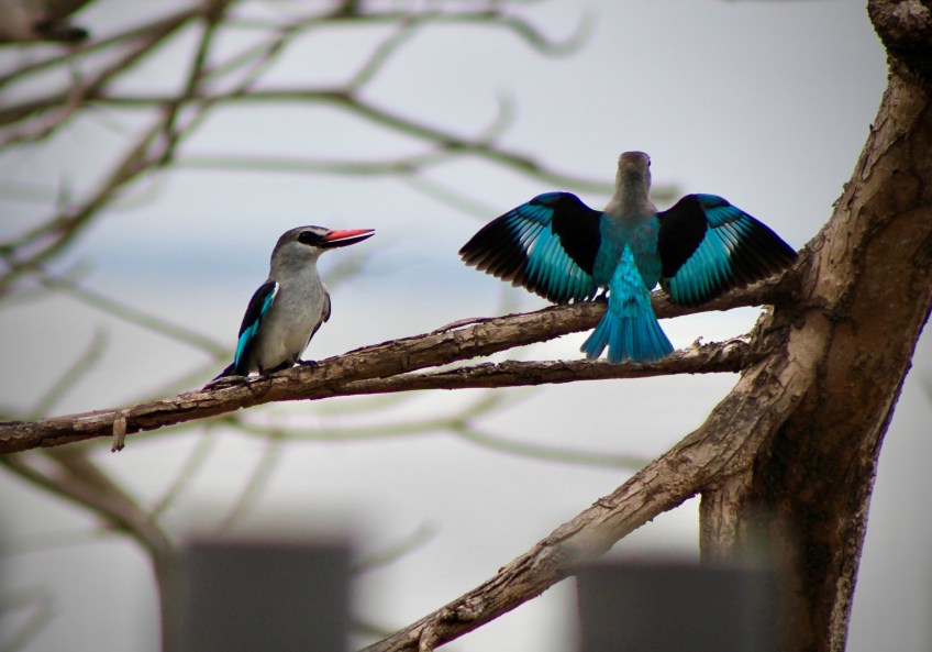 two Kingfishers on a branch in Libreville Gabon