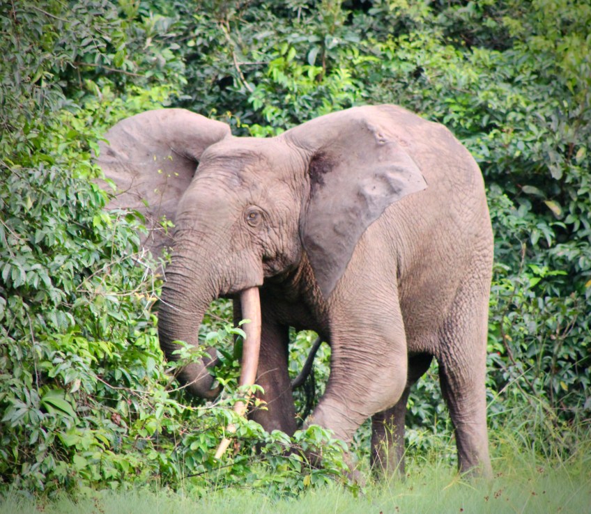 Gabonese Forest Elephant at Pongara National Park